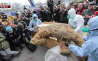 30 bin yaşındaki mamut yavrusu Moskova’da sergilenecek