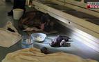 Sahipsiz köpek Moskova metrosunda 9 yavru doğurdu