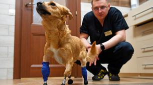 Rusya’da Köpeğe 3 Boyutlu Yazıcıda Hazırlanan Titanyum Protezler Takıldı-Video