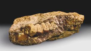 Kaliningrad'da 50 Milyon Yıllık Eşsiz Kehribar Bulundu