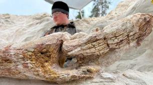 Rusya'da 385 Milyon Yıllık Dev Bir Keşif