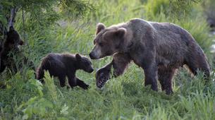 Rusya'da Ayı Günü Kutlanıyor: Kış Uykusu Zamanı