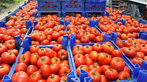 Azerbaycan’dan Rusya’ya domates ihracatı arttı