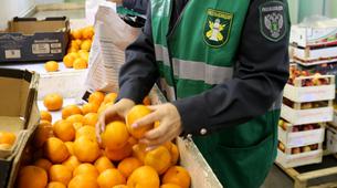 Rusya 24 ton mandalina daha Türkiye’ye iade etti