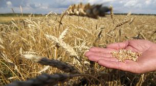 Rusya’nın tahıl ihracatında yüzde 31 artışla rekor kırdı
