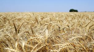 Rusya’da tahıl hasadı azaldı, ihracat kotası getirildi