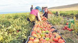 Tarımda kan kaybı sürüyor, Rusya zirveden indi