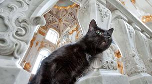 Dumandan zehirlenen Ermitaj'ın dört kedisi hayatını kaybetti
