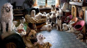 Evde Beslenen Kedi ve Köpek Sayısına 'Metrekare' Sınırlaması Geliyor