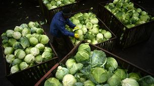 Rusya, Türkiye’den gelen 16 ton lahanayı geri gönderdi