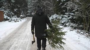 Yılbaşı İçin Ormandan Ağaç Kesmenin Cezası Ağır Olabilir