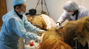 Rusya’da canlı mamut hücresi bulundu