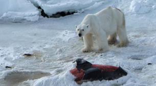 Küresel ısınma yunusları kutup ayılarına yem ediyor