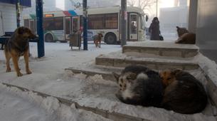 Rusya'da sokak köpeklerinin saldırısına uğrayan vatandaş öldü