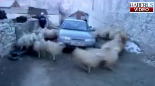 Rusya’da koyunların ilginç kısır döngüsü kamerada
