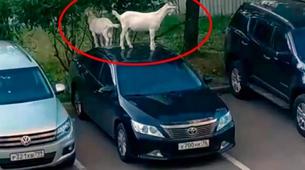 Moskova’da park halindeki araçların üzerinde zıplayan başıboş keçiler böyle görüntülendi -Video