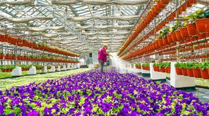 Moskova'ya 56 Milyon Çiçek Dikilecek