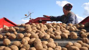 Rusya’da patates gazı bir aileyi yok etti