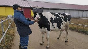 Rusya’da çiftçiler ineklerin süt üretimini bakın nasıl artırdı