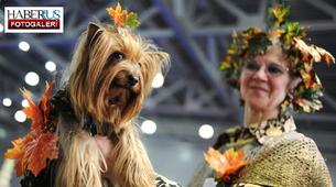 Moskova’da düzenlenen festivale 10 bin cins köpek katıldı - FOTO