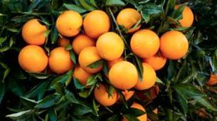 Suriye’den Rusya’ya 20 ton portakal hediye