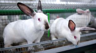 Rusya ve Çin tavşan üretim anlaşması imzaladı