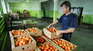 Rus vali: Rusya Türk domatesi yiyor, biz neden üretemiyoruz?