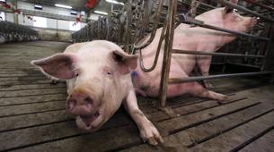 Rusya, ABD’den domuz ithalatını durdurdu