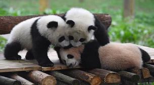 Tarihte bir ilk, Çin ABD'deki pandaları geri alıyor