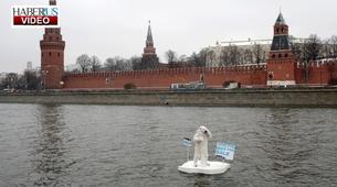 Greenpeace ayısı Moskova nehrinde Kremlin’den yardım istedi 