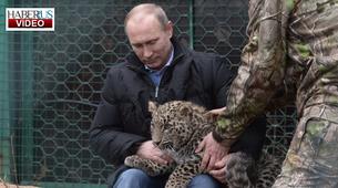 Putin'in kucağına aldığı leopar kameramanın ayağına pençe attı