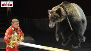 Rus sirkinde ayılar cambazlık, kanguru Charley ise boks yaptı