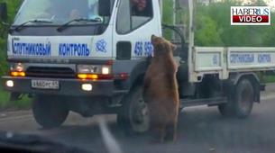 Rusya’da aç ayılar yol kesti