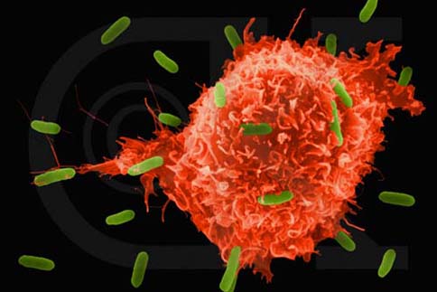 Bağışıklık sistemini nasıl koruyabiliriz?