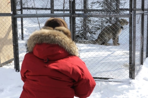 Putin kar leoparını yakından inceledi, rehabilitasyon merkezi kurulmasını istedi