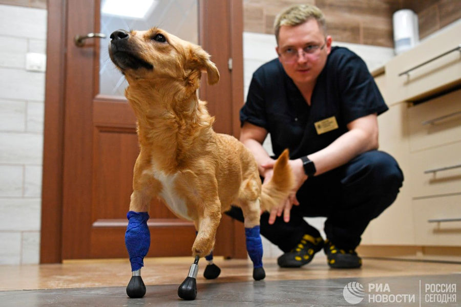 Rusya’da Köpeğe 3 Boyutlu Yazıcıda Hazırlanan Titanyum Protezler Takıldı-Video