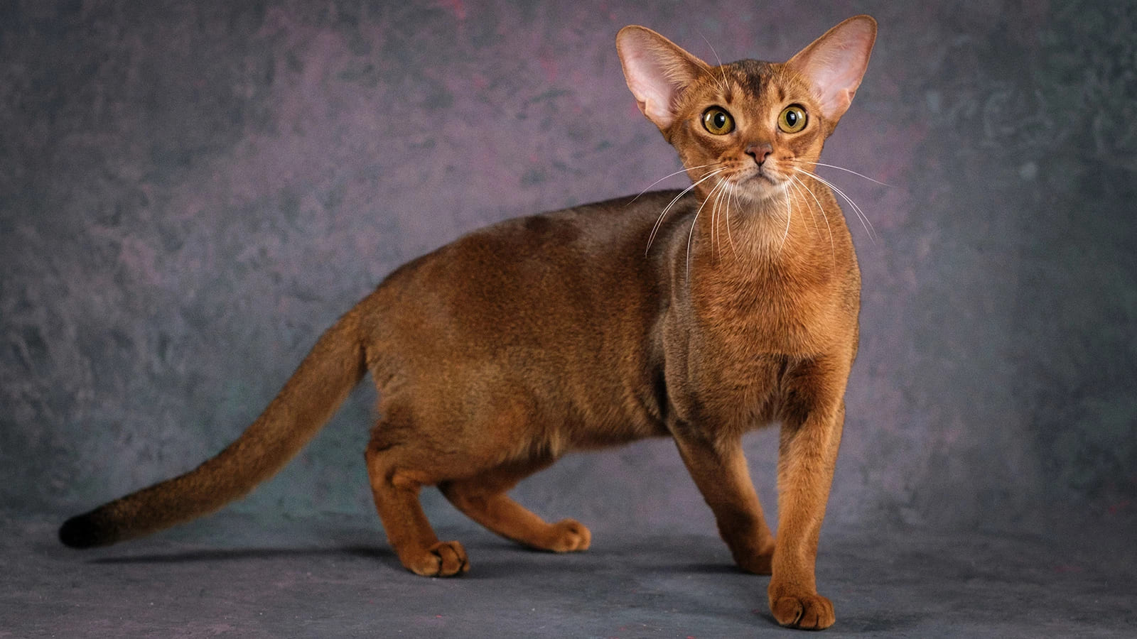 Dünya'nın En Güzel Kedisi Rusya'dan Seçildi