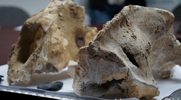 Rusya'da 30 bin yıllık aslan fosilleri bulundu