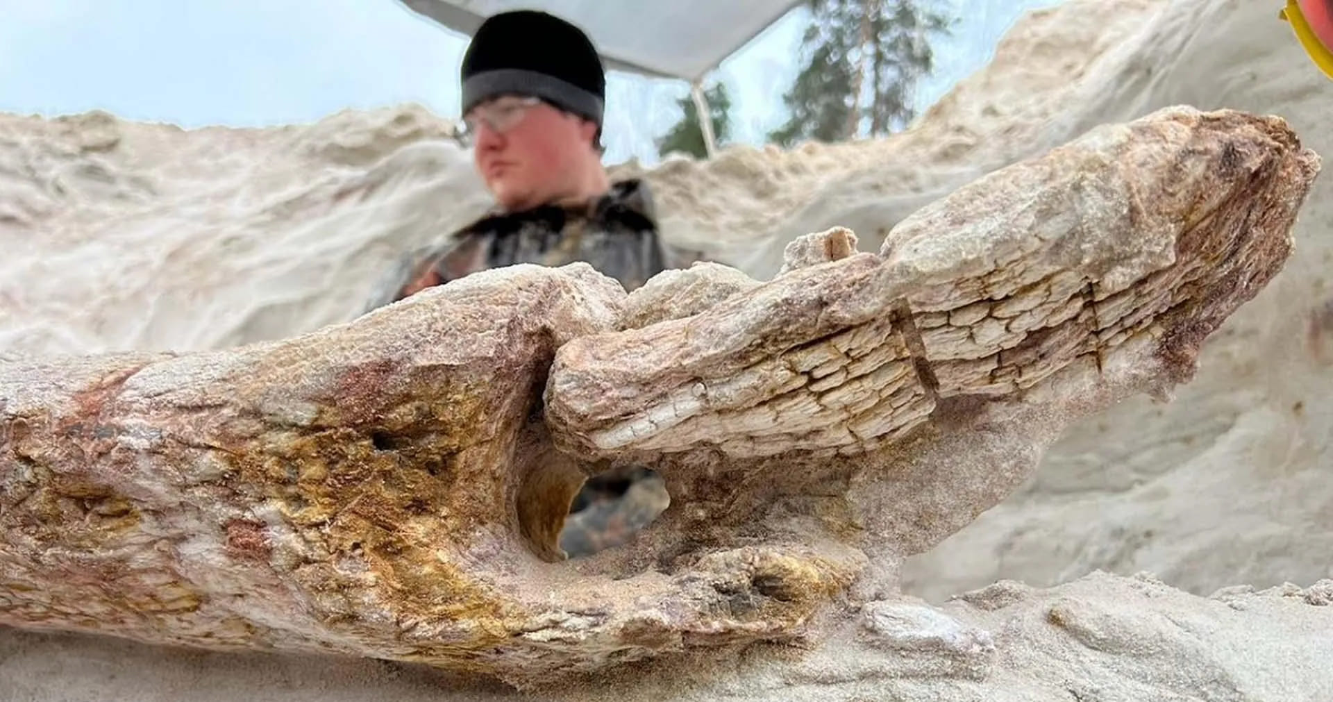 Rusya'da 385 Milyon Yıllık Dev Bir Keşif