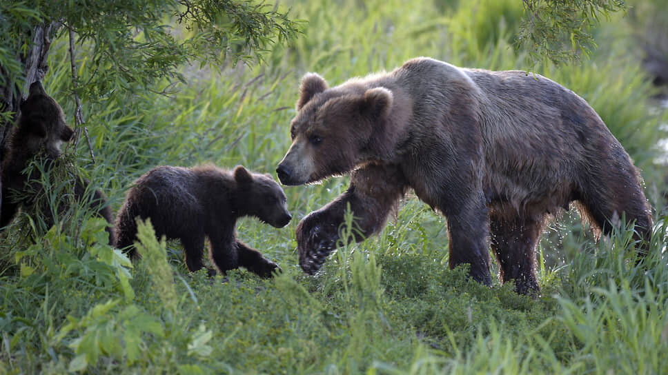 Rusya'da Ayı Günü Kutlanıyor: Kış Uykusu Zamanı