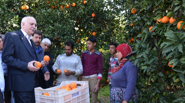 Rusya'nın ambargosu, turunçgillerde üretici fiyatlarını düşürdü