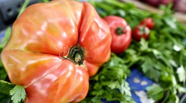 Rusya için üretilen tanesi 1 kiloluk domatesler Antalya'da kaldı