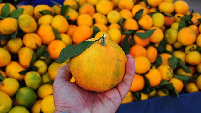 Bolluk, Tüketiciye Yaradı, Rusya'da Türk Mandalina Fiyatları %25 Ucuzladı