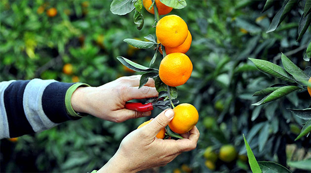 Rusya narenciye yasağını kaldırdı, Türk üreticinin yüzü güldü