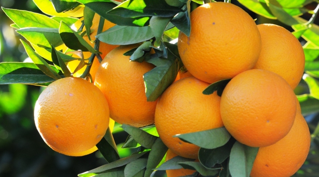 Portakal üreticisi Rusya umudunu koruyor