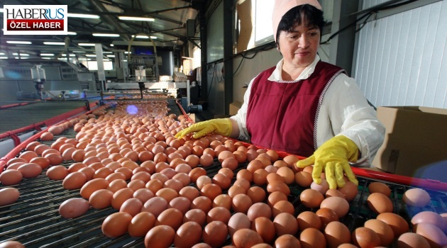 Türk yumurta ihracatçılarına Rusya’dan alternatif 4 güzergah