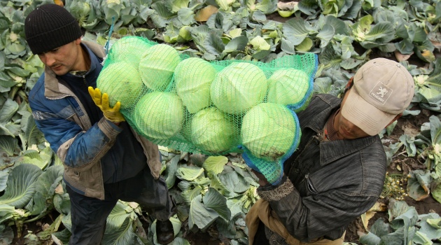 Rusya’da lahana yüzde 50 zamlandı, fiyatlara kontrol geliyor
