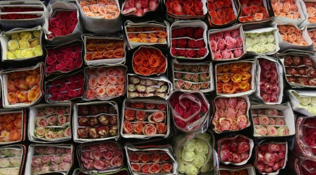 Türkiye’den gelen 425 bin adet çiçek Rus gümrüğüne takıldı