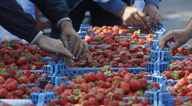 Rusya 21 ton çileği Türkiye’ye geri gönderdi