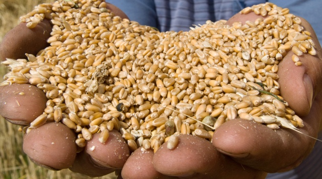 Rusya buğdaya ek vergi getirdi, Türkiye’de ekmek zamlanabilir